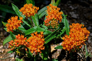 Butterfly weed in morning light. It is a species of milkweed native to eastern North America. It is a perennial plant with clustered orange or yellow flowers. It is a bee and butterfly favorite.
