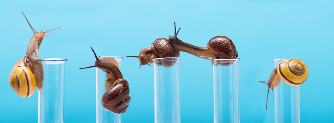 Many snails on chemical test tubes. Obtaining snail mucin in cosmetology. Snail mucin for skin...