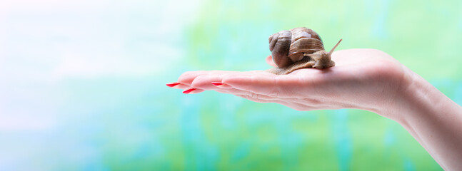 A snail crawls over a woman's hand. Cosmetic product made from snail mucin. Rejuvenation. Snail therapy © Natallia