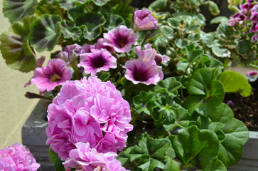 Geranien und Petunien blühen rosa lila im Pflanzkübel