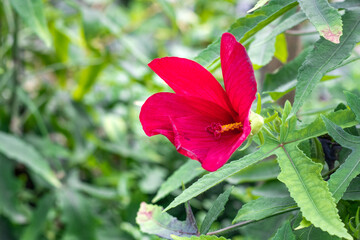 A beautiful red flower bloomed inside of a botanical garden with copy space