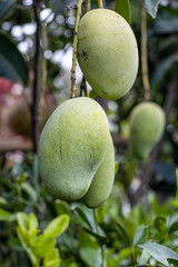 A bunch of delicious mature mango hanging on the tree inside of a home garden