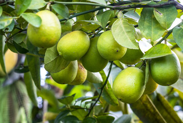 A bunch of fresh organic mature lemon or lime fruit hanging on a branch inside of an agricultural farm