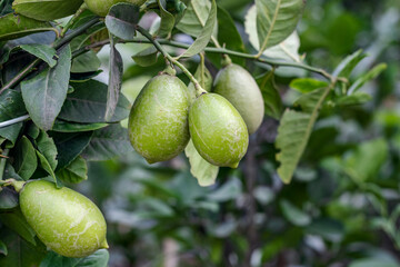 Obraz premium A bunch of mature lemons or lime fruit hanging on the tree in the garden