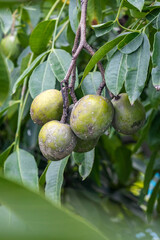 A bunch of mature spondias mombin or hog plum fruit hanging on the tree close up