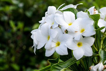 A bunch of white plumeria flowers bloomed on a branch in the garden with copy space