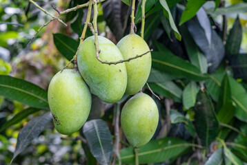 A group of hanging green raw mango on the tree close up