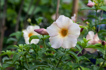 Close up shot of white trumpet or allamanda cathartica flower in the garden with copy space