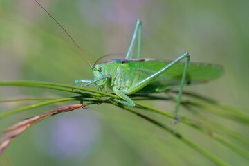 grasshopper on the grass