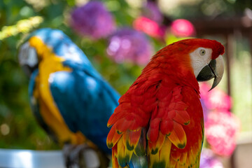blue and yellow macaw