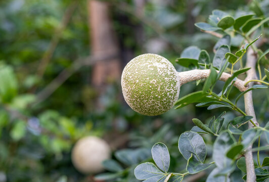 Close up shot of a growing wood apple or limonia acidissima fruit in the garden with copy space