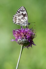 Colorful brown and white butterfly on a flower
