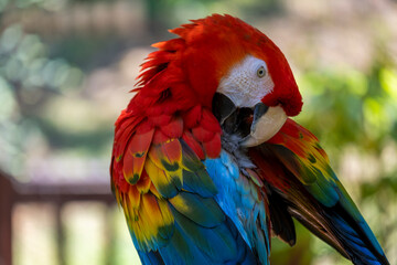 Ara Macao, scarlet macaw