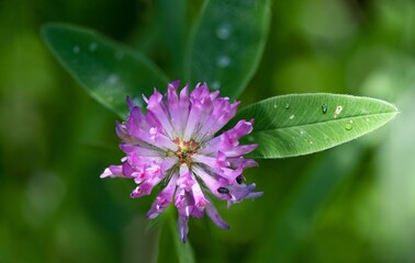 Meadow clover (Trifolium pratense) is ten centimeters to a meter tall, perennial, dicotyledonous herb of the legume family. Incorrectly called as red clover