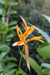 Selective focused yellow heliconia psittacorum flower close up in the garden