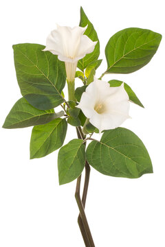 datura flower