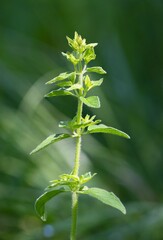 Peppermint - Mentha piperita - Fresh leaves are used in sauces, flours, drinks and salads. Mint is one of the ingredients in the popular Mojito mixed drink.