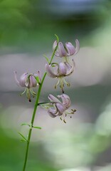 The golden-headed lily (Lilium martagon), also known as the golden-headed lily, is a perennial plant, one of the few members of the lily genus in the Czech Republic. It grows practically throughout Eu © venars.original
