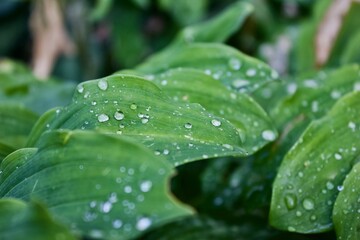Green leaves in the morning dew.