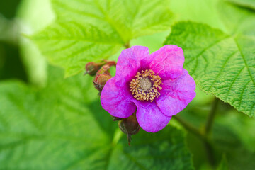 Flower of a purple flowered raspberry bush, Rubus odoratus. Virginia raspberry