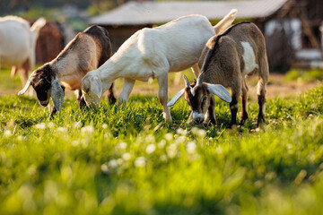 Cattle farming. Domestic goats in the eco farm. Goats eat fresh hay or grass on ecological pasture on a meadow. Farm livestock farming for the industrial production of goat milk dairy products - Powered by Adobe