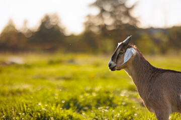 Cattle farming. Potrait of domestic goats in the eco farm. Farm livestock farming for the industrial production of goat milk dairy products.