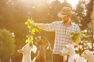 Male farmer feeding goats with fresh green grass on ecological pasture on a meadow. Livestock...