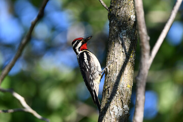 Male Yellow-bellied sapsucker bird on side of a tree with a beak full of spiders