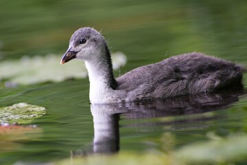 Fototapeta premium Wild duck on water surface