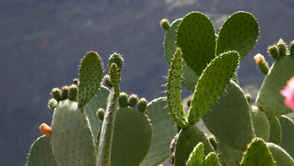 beautiful green cacti growing in rugged landscape Canary islands