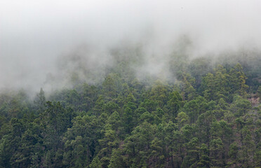 nature background misty pine trees
