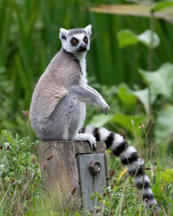 Ring tailed lemur (Lemur catta)