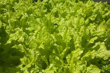 plant lettuce
