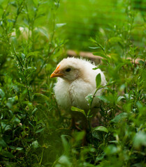 young chick