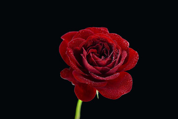 A beautiful red rose with drops of water. Isolated on a black background. Photographed up close.