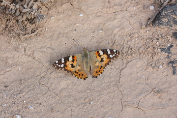 Vanessa cardui is the most widespread of all butterfly species © Gonzalo