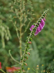 Rosa Fingerhutpflanze im Botanischen Garten