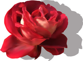 h single red rose bloom with grey shadow