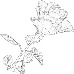 large rose black sketch on white