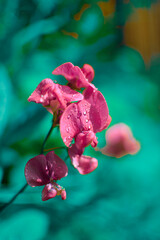 Groszek pachnący z bliska w kroplach wody, kwiaty w ogrodzie, polski ogród
