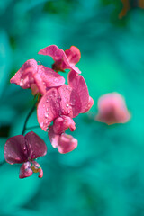 Groszek pachnący z bliska w kroplach wody, kwiaty w ogrodzie, polski ogród © monikawyrwich