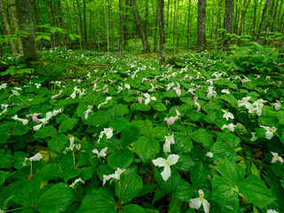 Wild trillium flowers in the Pictured Rocks National Lakeshore, Michigan, United States