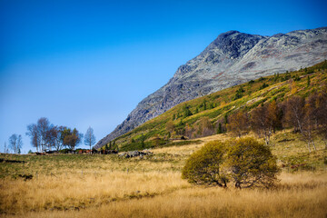 Obraz premium Cattle Grazing at he Foot of Skogshorn, Ulsakstolen, Hemsedal, Norway