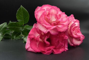 Pink rose photographed against a dark background