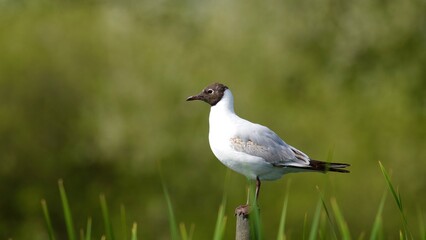 black headed gull