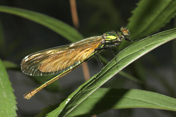 una femmina di Calopteryx splendens attende che si distendano completamente le ali dopo la metamorfosi