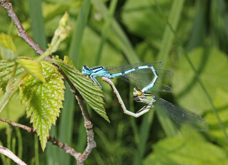 piccole libellule in accoppiamento (Enallagma cyathogerum)