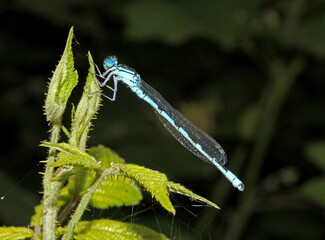 piccola libellula celeste (Coenagrion puella - maschio)