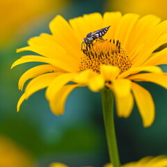 The wild bee (Coelioxys alata) pollines sunflower flower in the garden