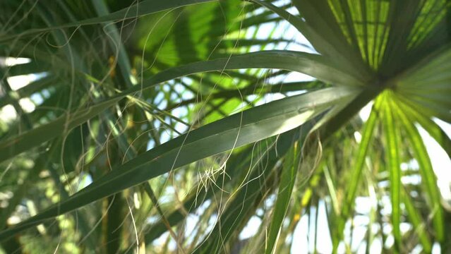 Green palm tree leaves rippling and sunshine.